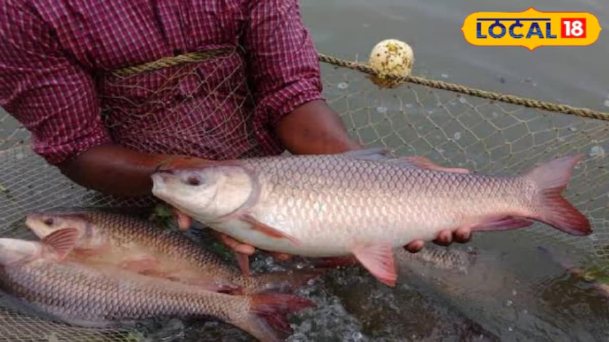 This Fish Works Wonders For Eyes, Heart And Immunity, A True Nutritional Powerhouse