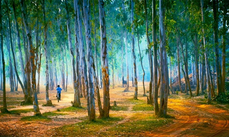 Independence Day 2025: 6 Weekend Getaways From Kolkata