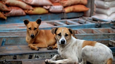 Civic authorities have instructed the relevant departments to review stray dog complaints at least three times a week. (Getty Images)