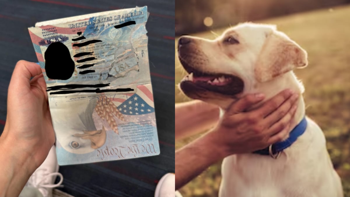 Pet Dog Shreds Passport 12 Hours Before Vacation: This Horror Story Has Wholesome Ending