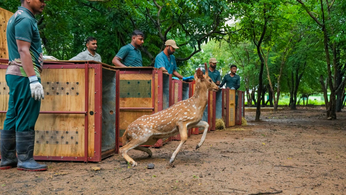 Vantara, Gujarat Forest Department Join Hands To Boost Wildlife Diversity In Barda Sanctuary