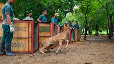Deer being translocated from Vantara to Barda sanctuary.