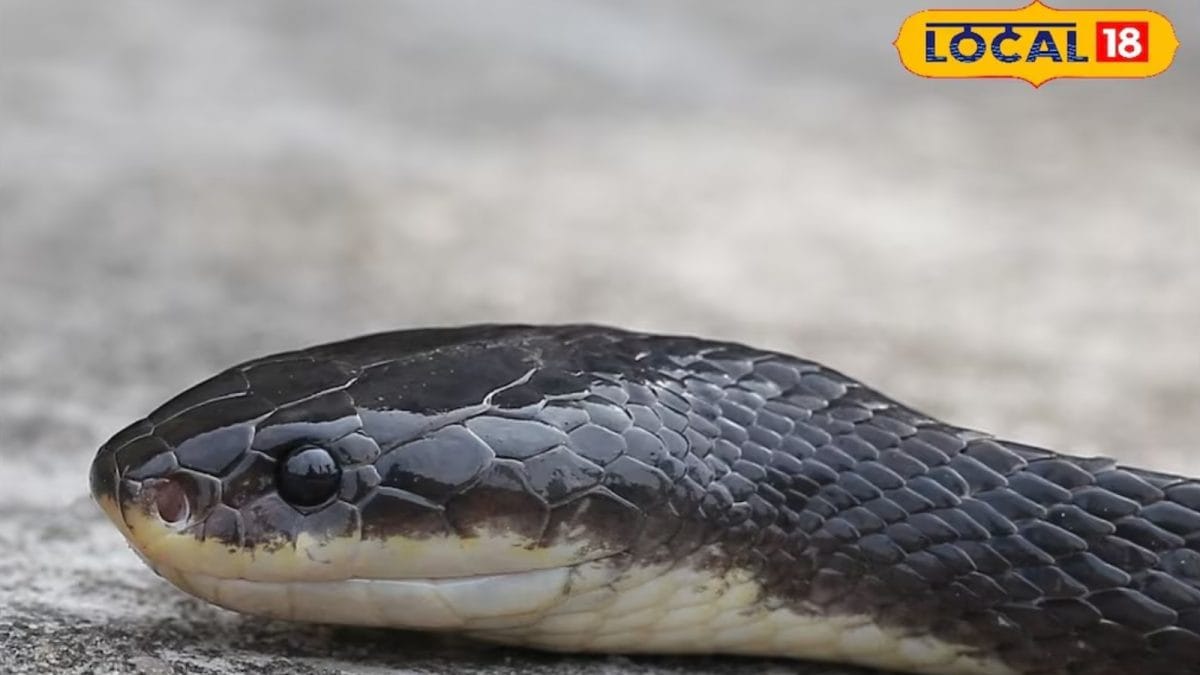New Snake Species Recorded In Bihar: Thin Fangs, Silent Bites, And Death In Minutes