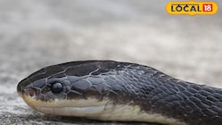 Found mainly in the Himalayan foothills and hilly regions, the Wall’s Krait is known for its shiny, striped skin, pale brown-and-yellow underbelly, and nocturnal hunting habits. (Local18)