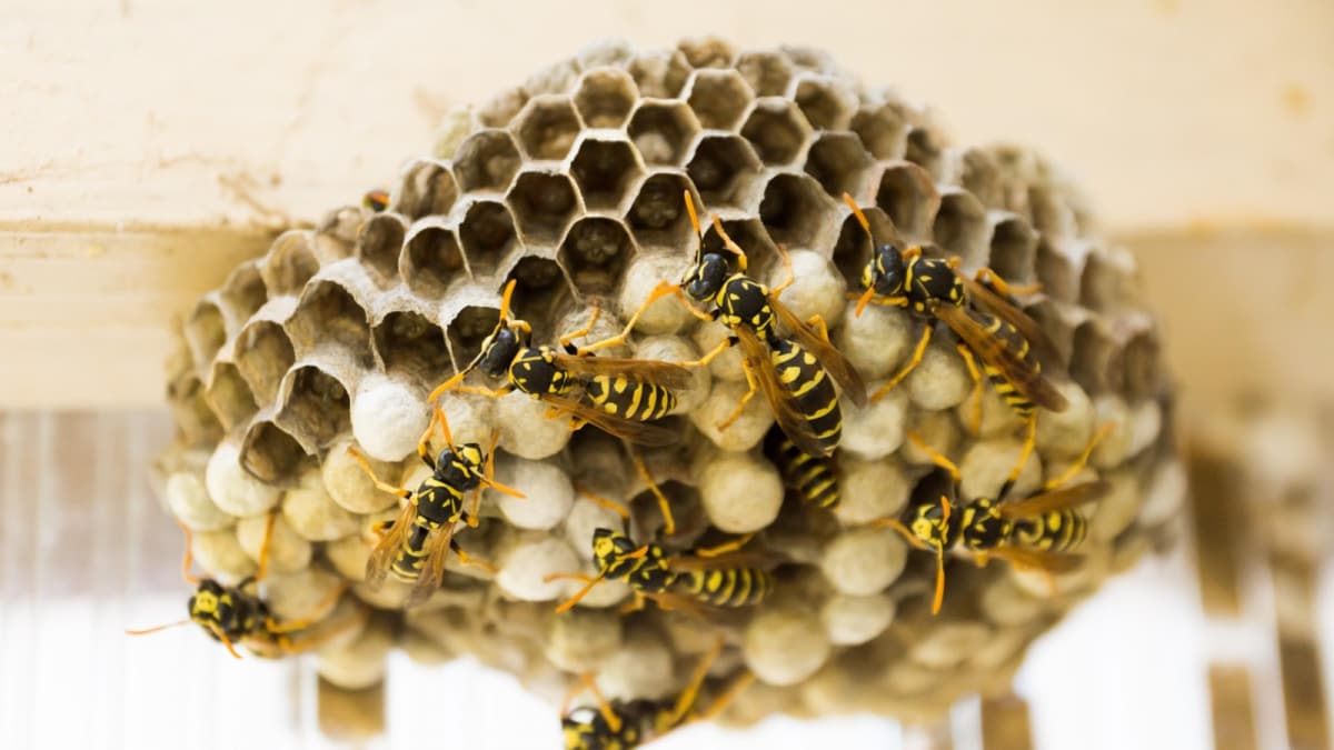 <div>'No Body Part Spared': Chinese Siblings Die After Being Stung Over 1,000 Times By Wasps</div>