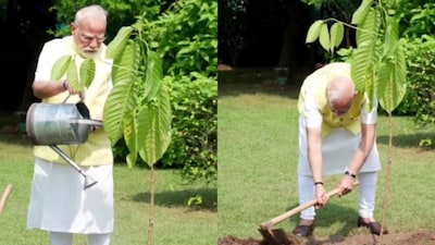 King Charles gifted the sapling to PM Modi on his 75th birthday. (Image: X/@BJP4India)