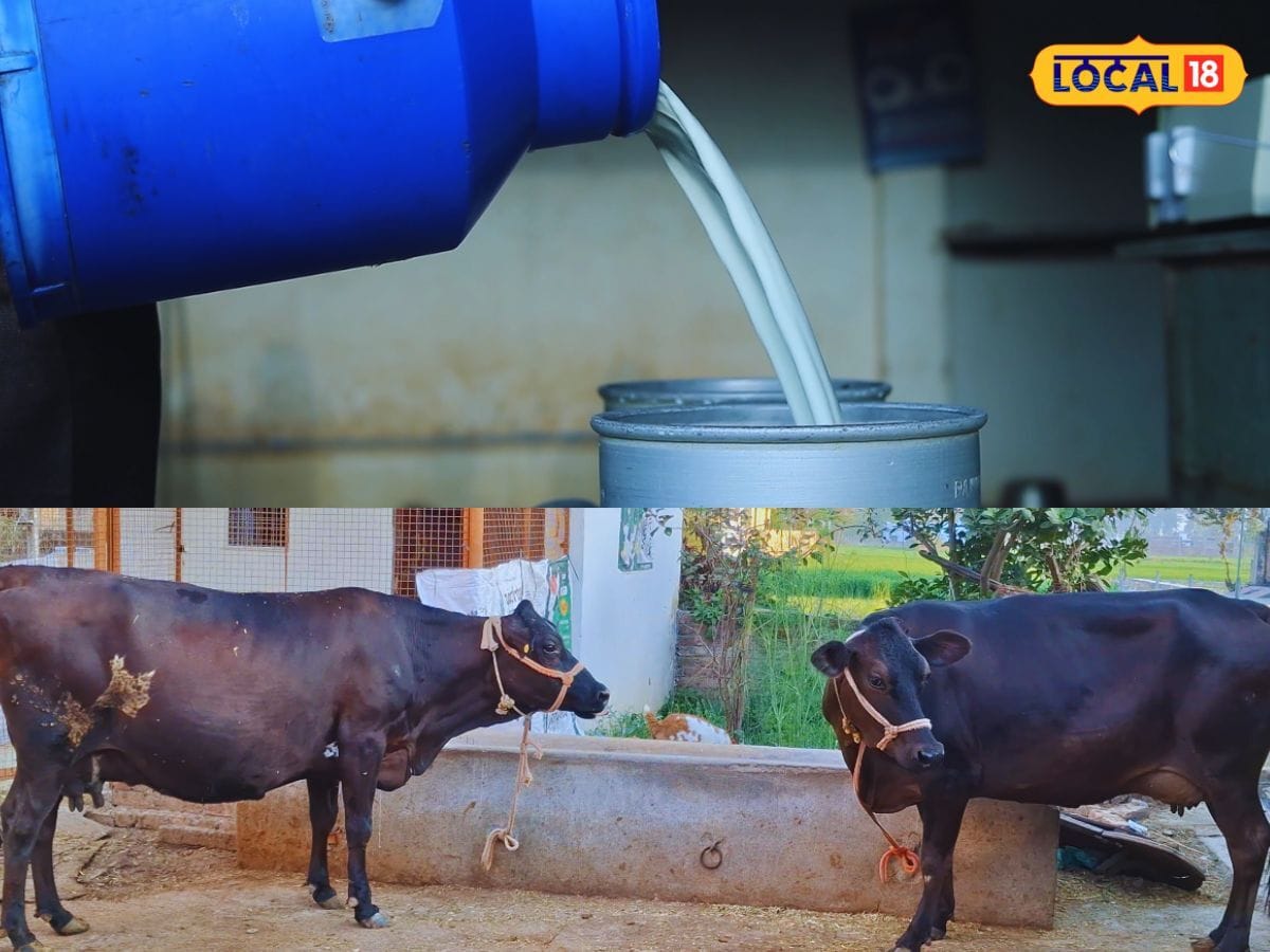 This chocolate works as a complementary diet for cattle. It contains wheat bran, mustard cake, minerals such as calcium, magnesium, zinc and copper, along with salt and energy compounds. The formulation ensures that animals can easily consume it while maintaining their healthy digestive systems. (News18 Hindi)