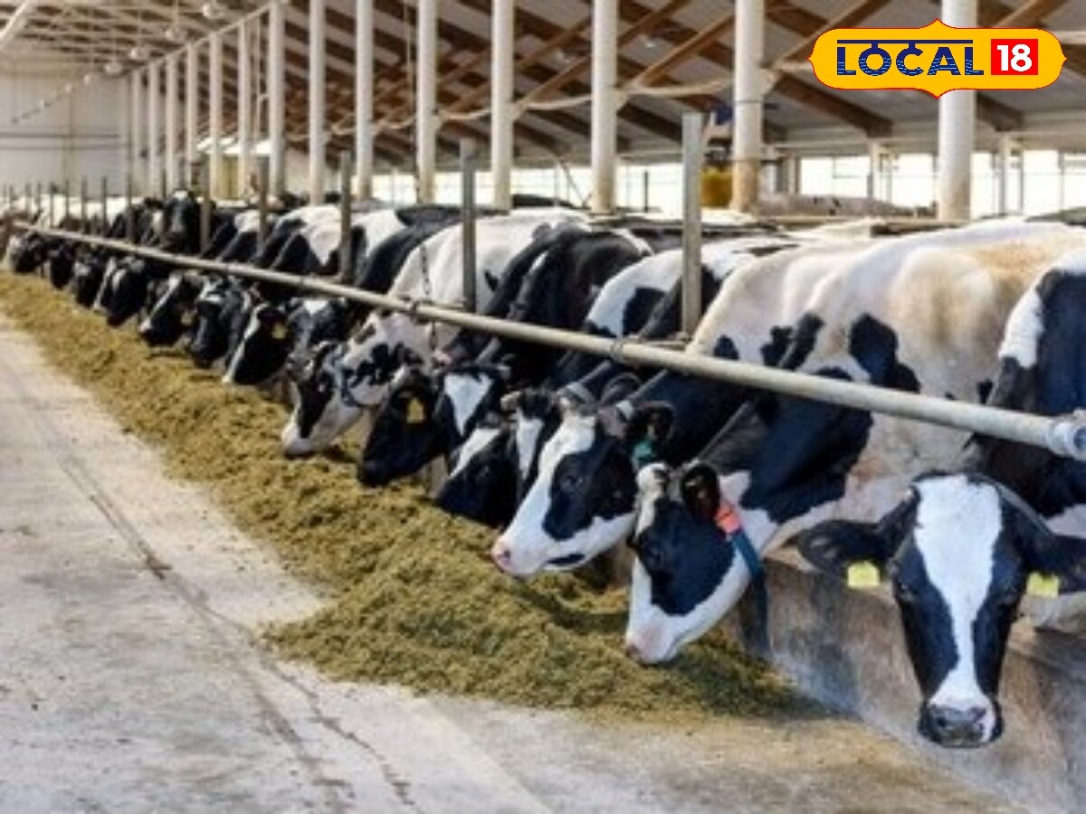Animal chocolate nutrients help address protein and mineral deficiencies in cows and buffalo. With better energy levels and better digestion, animals eat fodder more effectively and absorb nutrients efficiently. The result is a significant improvement both in the quantity and in the quality of the milk produced. (News18 Hindi)