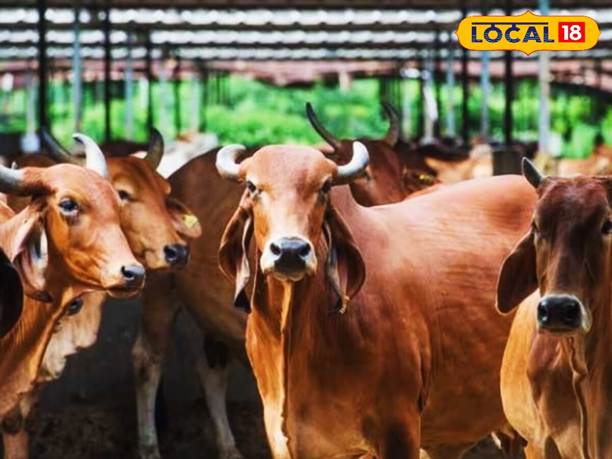 Tests have shown that animals fed with this chocolate regularly registered a 25% increase in milk yield. For example, a buffalo that produces an average of six liters of milk daily increased to seven or even eight liters after consuming the supplement. Fertility also improved, with a faster recovery after childbirth and an improved ability to conceive again. (News18 Hindi)