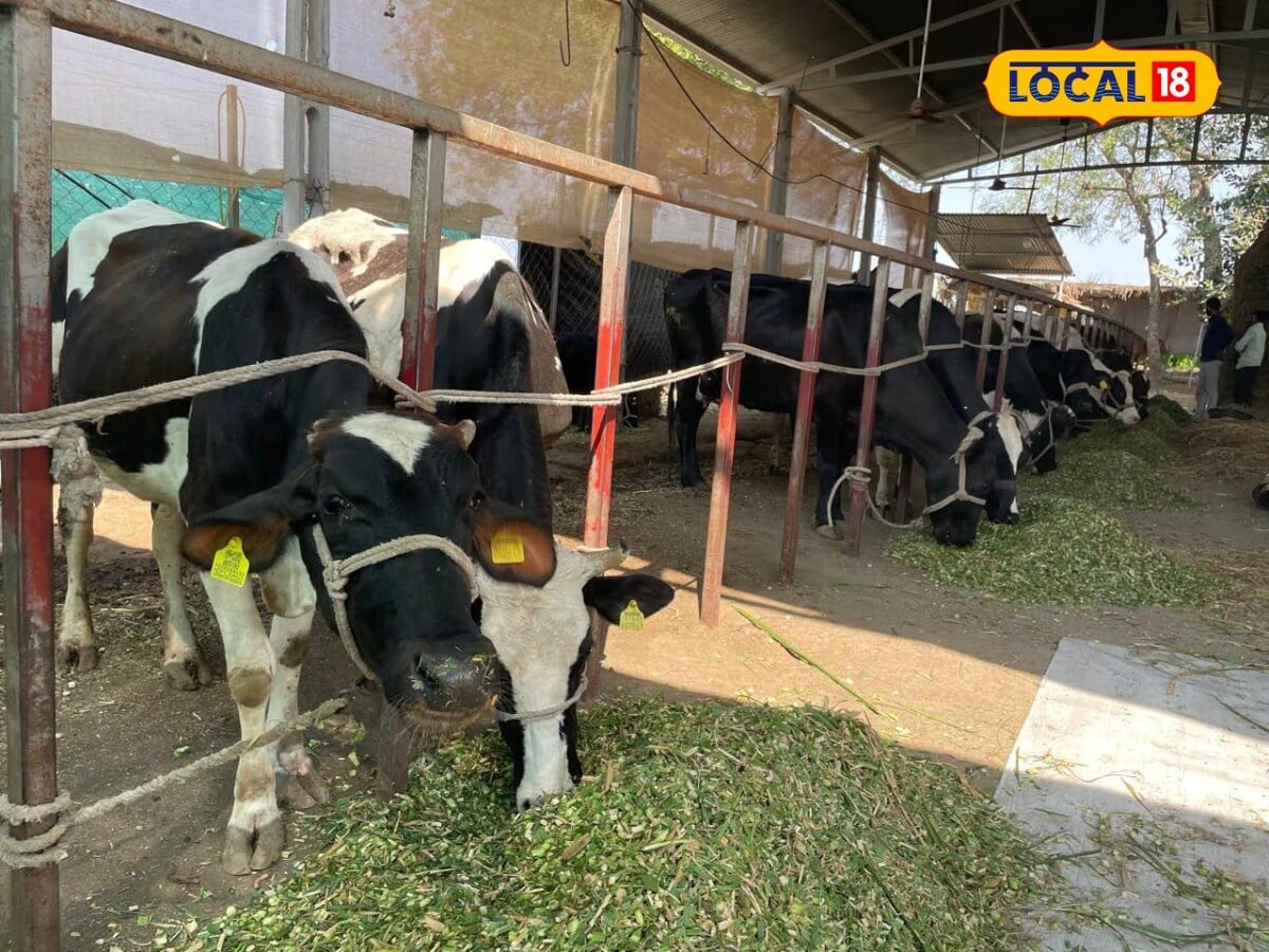 Beyond milk production, this chocolate strengthens immunity and protects disease animals. Its mineral content reduces digestive disorders, improves general health and keeps animals more active and energetic. (News18 Hindi)