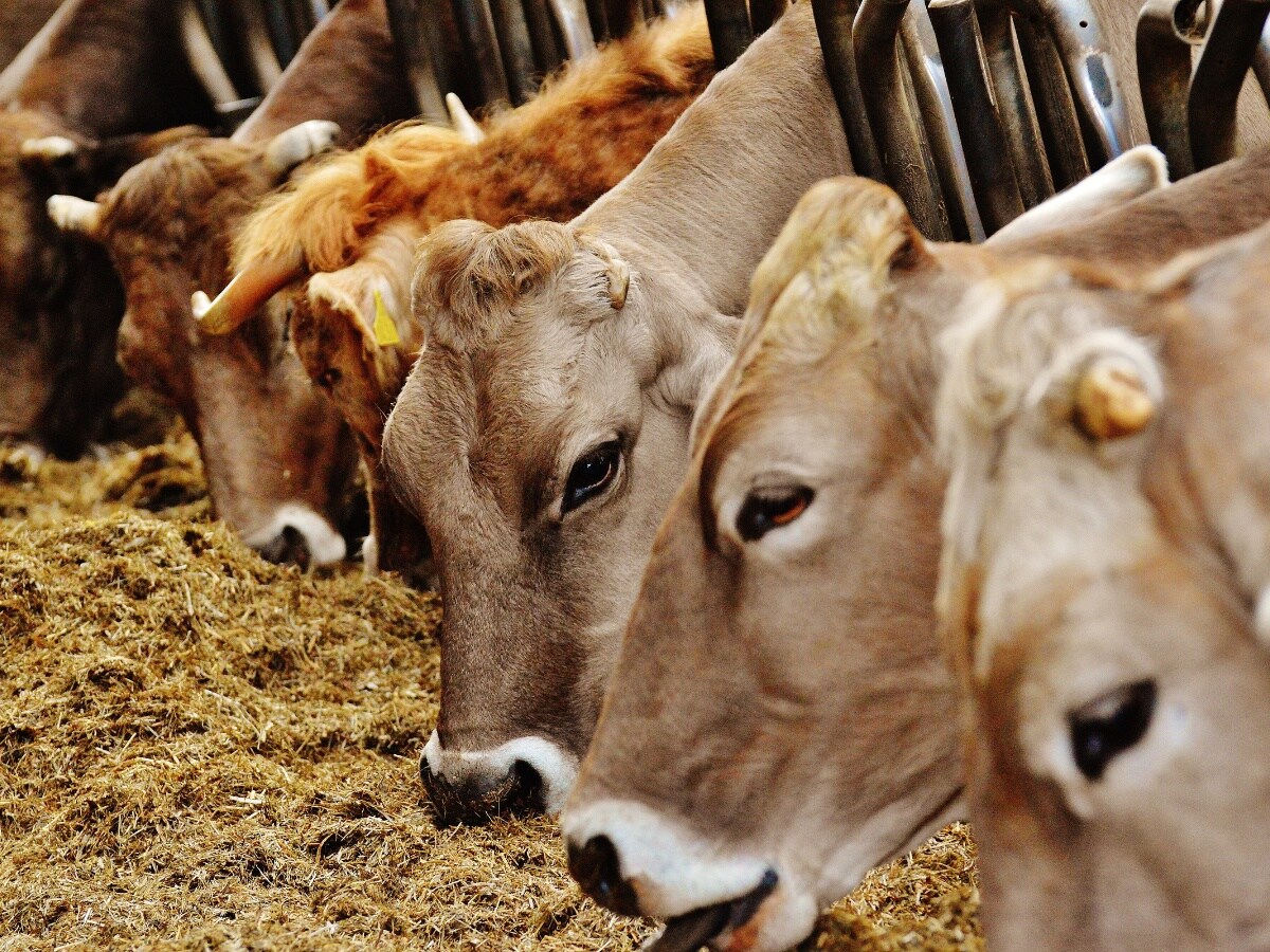 Worldwide, feeding animals that give milk with chocolate or bakery by -products is already a common practice. Not only does it improve milk production, but it also helps the environment by recycling food products that could otherwise be wasted. The practice is now also gaining popularity in India. (News18 Hindi)