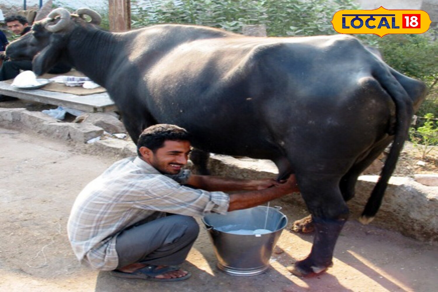 Farmers are recommended to feed this chocolate in small quantities once or twice a day, starting with limited amounts so that animals can adapt. Little by little, part of your regular diet can be made. With constant use, cattle are still healthier, more fertile and more productive. (News18 Hindi)