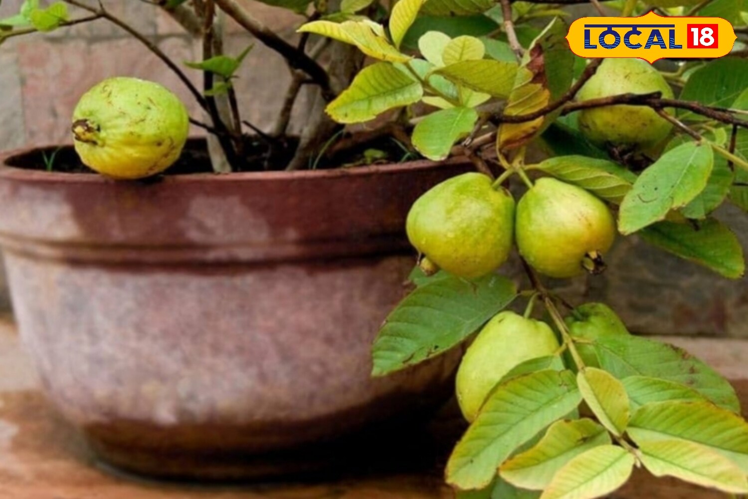 Guava can be propagated either from seeds or cuttings. Experts suggest using cuttings from mature guava trees, as they take root within five to seven days, grow compactly, and begin bearing fruit earlier. Seeds may also be sown directly in pots and placed in sunlight. (News18 Hindi) Guava can be propagated either from seeds or cuttings. Experts suggest using cuttings from mature guava trees, as they take root within five to seven days, grow compactly, and begin bearing fruit earlier. Seeds may also be sown directly in pots and placed in sunlight. (News18 Hindi)