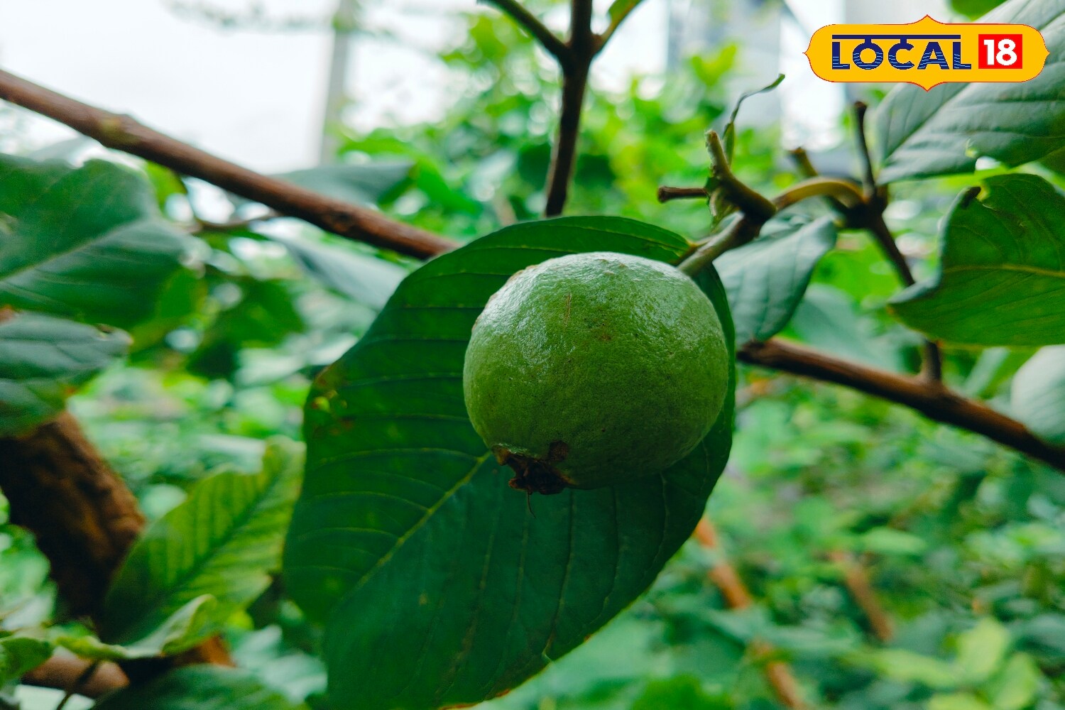 Moisture and sunlight are critical for early growth. The plant should be kept in a location that receives at least six to seven hours of direct sunlight daily. While young plants require frequent watering, the amount can be gradually reduced as the plant matures. (News18 Hindi) Moisture and sunlight are critical for early growth. The plant should be kept in a location that receives at least six to seven hours of direct sunlight daily. While young plants require frequent watering, the amount can be gradually reduced as the plant matures. (News18 Hindi)