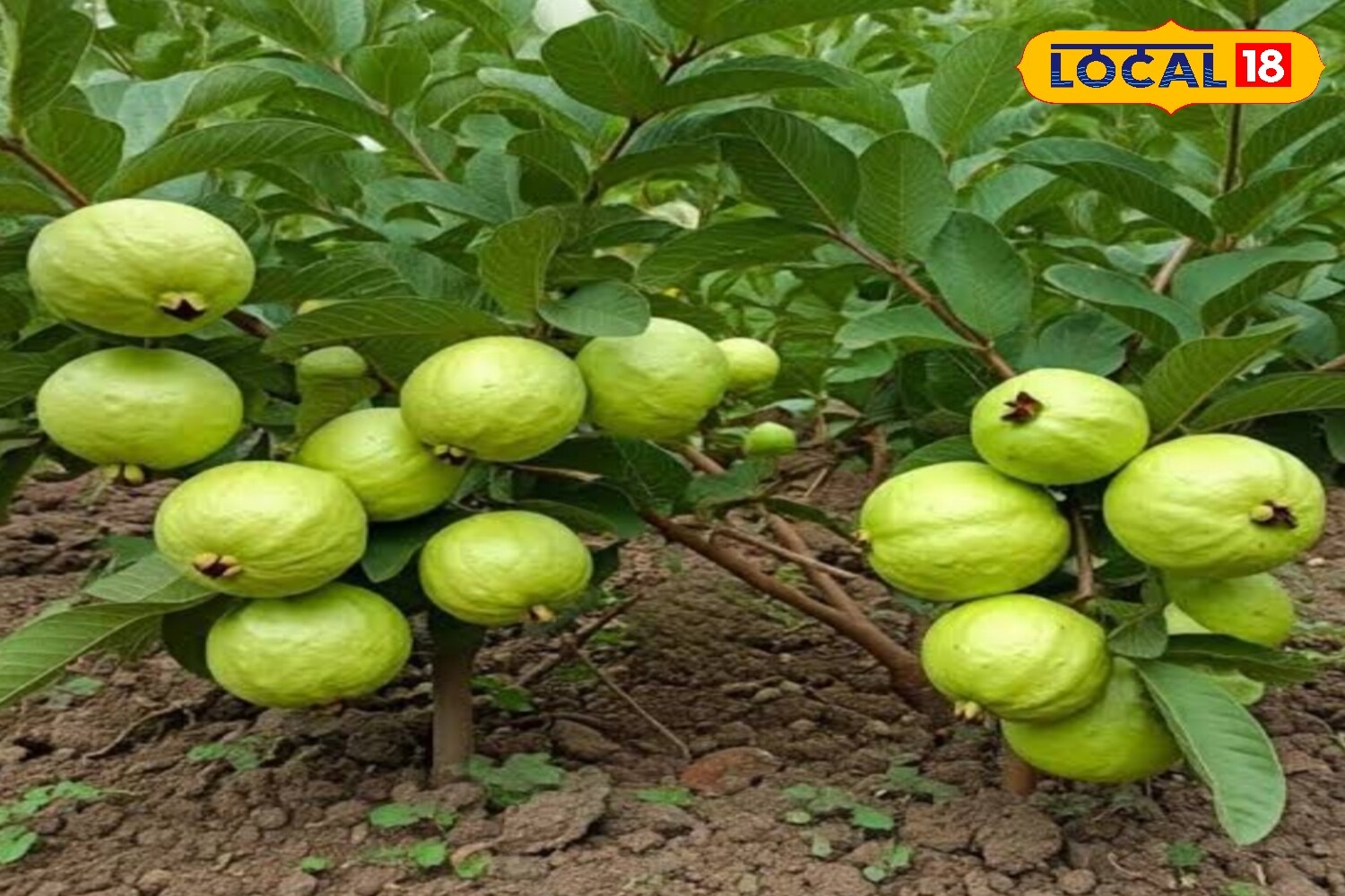 To support healthy growth, natural fertilisers such as cow dung and crushed eggshells can be used. Experts note that guava grows best in sandy soil as it needs less water. Even regions with moderate rainfall of around 100 cm annually are suitable for guava cultivation. (News18 Hindi) To support healthy growth, natural fertilisers such as cow dung and crushed eggshells can be used. Experts note that guava grows best in sandy soil as it needs less water. Even regions with moderate rainfall of around 100 cm annually are suitable for guava cultivation. (News18 Hindi)