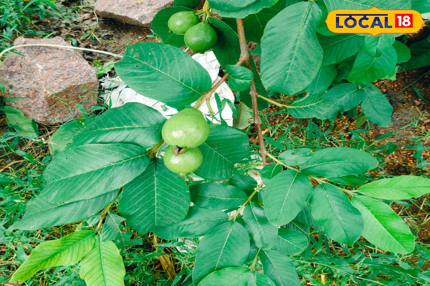 Whether grown on a farm or a terrace, guava adapts well to different soils and conditions. With proper care, even a small potted plant can yield a good harvest, making guava one of the easiest and most rewarding fruit plants to grow at home. (News18 Hindi) Whether grown on a farm or a terrace, guava adapts well to different soils and conditions. With proper care, even a small potted plant can yield a good harvest, making guava one of the easiest and most rewarding fruit plants to grow at home. (News18 Hindi)