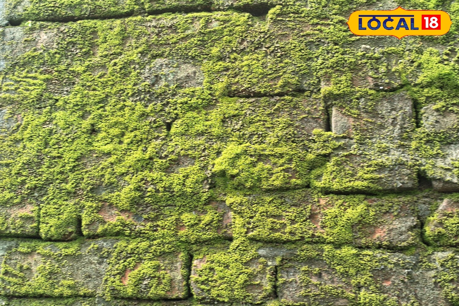 As the monsoon season sets in, it brings with it greenery, freshness, and a welcome respite from the summer heat. However, continuous rainfall also creates dampness in homes, leading to moss-covered walls, slippery tiles, and foul odours. The excessive moisture not only stains walls and ceilings but also increases the risk of accidents, with many residents reporting injuries from slipping on mossy surfaces. (News18 Hindi) As the monsoon season sets in, it brings with it greenery, freshness, and a welcome respite from the summer heat. However, continuous rainfall also creates dampness in homes, leading to moss-covered walls, slippery tiles, and foul odours. The excessive moisture not only stains walls and ceilings but also increases the risk of accidents, with many residents reporting injuries from slipping on mossy surfaces. (News18 Hindi)