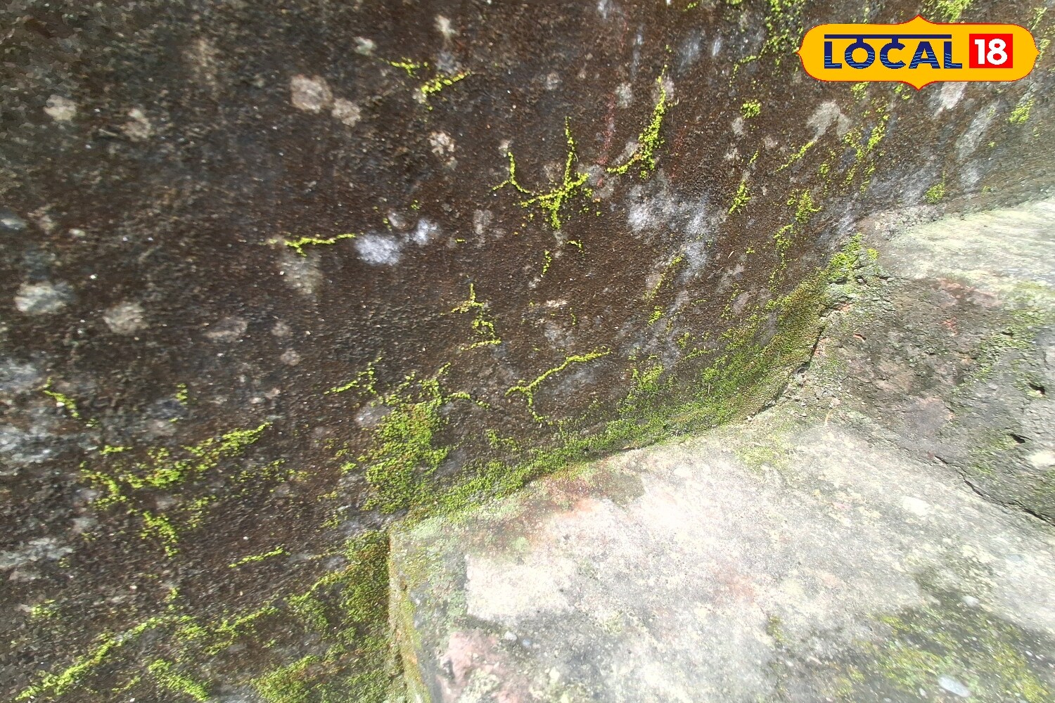While the rainy season is usually considered pleasant, prolonged spells of rain often create difficult living conditions. Dampness seeps into walls and roofs, leading to moss accumulation that spreads across tiles, ceilings, and floors. However, experts and homemakers suggest that simple household remedies can effectively tackle this recurring problem. (News18 Hindi) While the rainy season is usually considered pleasant, prolonged spells of rain often create difficult living conditions. Dampness seeps into walls and roofs, leading to moss accumulation that spreads across tiles, ceilings, and floors. However, experts and homemakers suggest that simple household remedies can effectively tackle this recurring problem. (News18 Hindi)