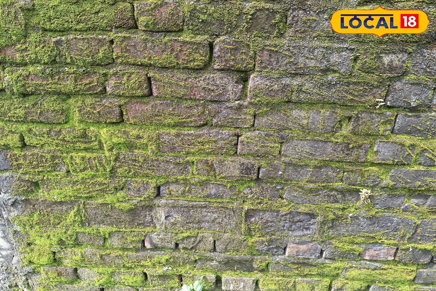 One of the easiest solutions is vinegar. Containing natural acetic acid, vinegar works as a powerful moss remover. By mixing vinegar with water in equal proportions and spraying it on affected areas, the moss loosens. After about 30 minutes, wiping with a cloth helps clear the stains, leaving surfaces fresh again. (News18 Hindi) One of the easiest solutions is vinegar. Containing natural acetic acid, vinegar works as a powerful moss remover. By mixing vinegar with water in equal proportions and spraying it on affected areas, the moss loosens. After about 30 minutes, wiping with a cloth helps clear the stains, leaving surfaces fresh again. (News18 Hindi)