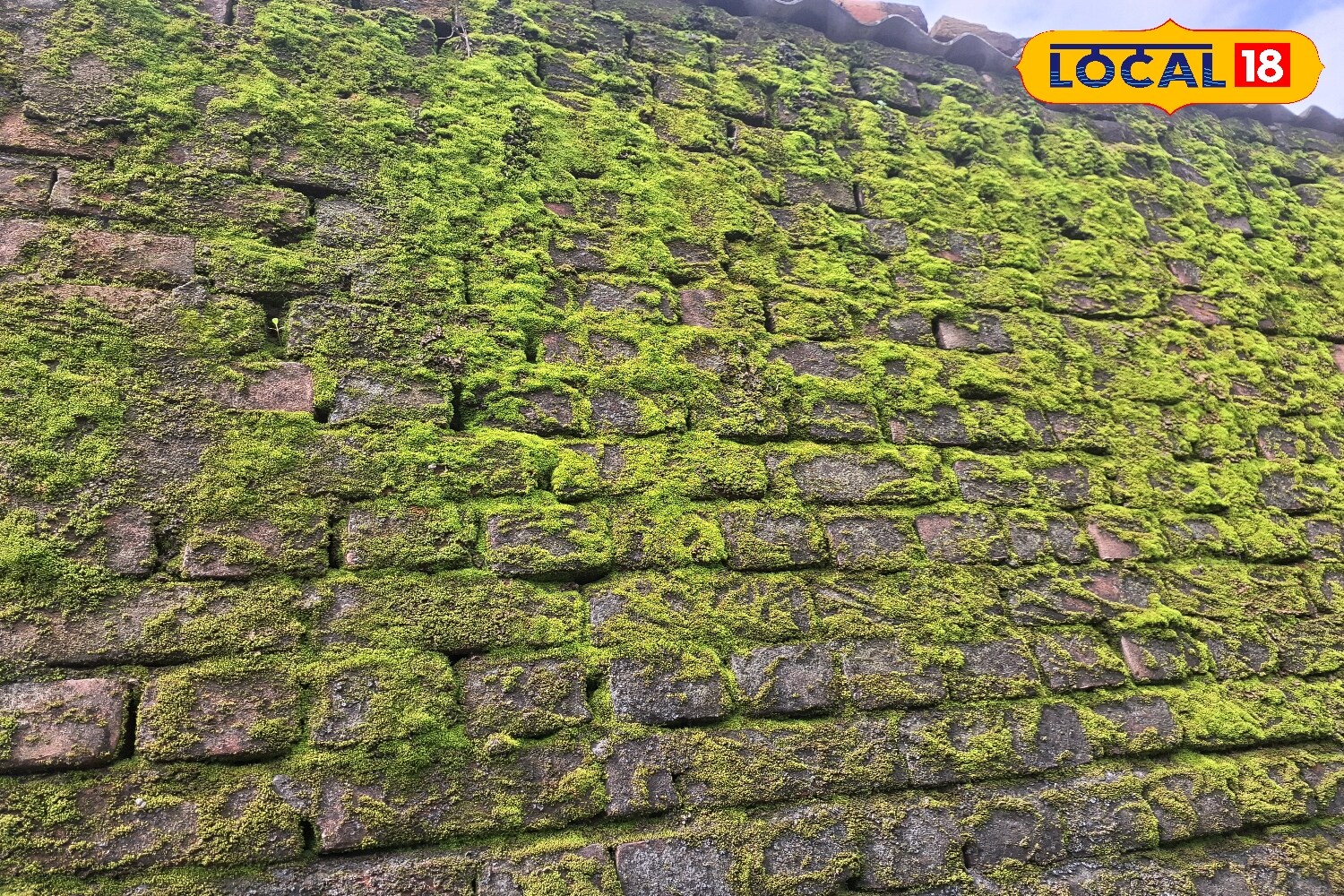 Baking soda is another effective household remedy. Its antifungal properties prevent moss from reappearing. When mixed with water to form a thick paste, it can be applied to mossy surfaces. After half an hour, a gentle scrub with a brush makes the moss peel away easily, while also reducing the damp smell. (News18 Hindi) Baking soda is another effective household remedy. Its antifungal properties prevent moss from reappearing. When mixed with water to form a thick paste, it can be applied to mossy surfaces. After half an hour, a gentle scrub with a brush makes the moss peel away easily, while also reducing the damp smell. (News18 Hindi)