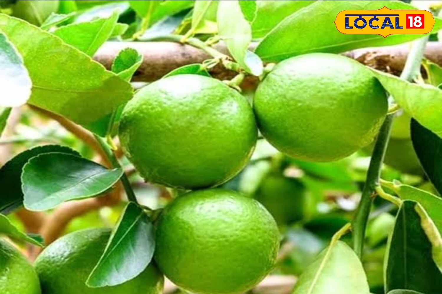 Lemon, combined with salt, also offers a natural cleaning solution. Sprinkling salt on mossy patches and rubbing with a lemon slice before leaving it for 20 minutes helps break down the growth. A light scrub and rinse with water ensures the moss is cleared, restoring the original shine of tiles and walls. (News18 Hindi) Lemon, combined with salt, also offers a natural cleaning solution. Sprinkling salt on mossy patches and rubbing with a lemon slice before leaving it for 20 minutes helps break down the growth. A light scrub and rinse with water ensures the moss is cleared, restoring the original shine of tiles and walls. (News18 Hindi)