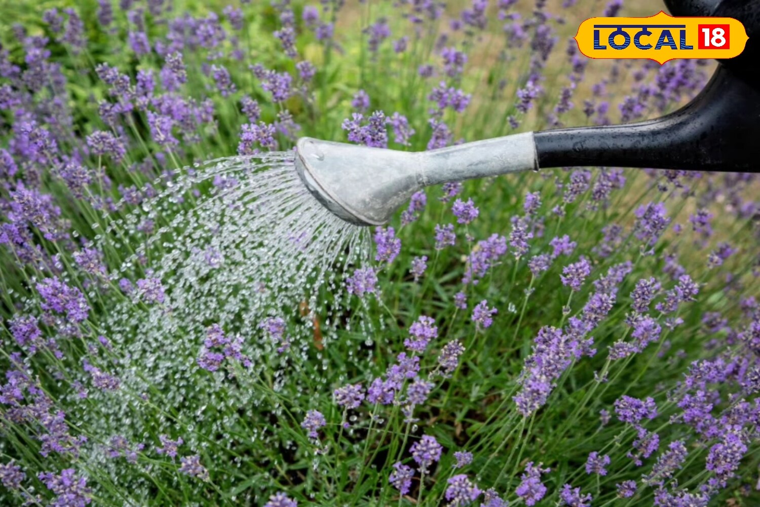 The monsoon season may be a blessing for nature, but it often brings challenges for plants in kitchen gardens. Excessive humidity, reduced sunlight, and the risk of fungal growth in the soil can weaken plants and affect their health. Proper care during this season is essential to keep them thriving. (News18 Hindi) The monsoon season may be a blessing for nature, but it often brings challenges for plants in kitchen gardens. Excessive humidity, reduced sunlight, and the risk of fungal growth in the soil can weaken plants and affect their health. Proper care during this season is essential to keep them thriving. (News18 Hindi)