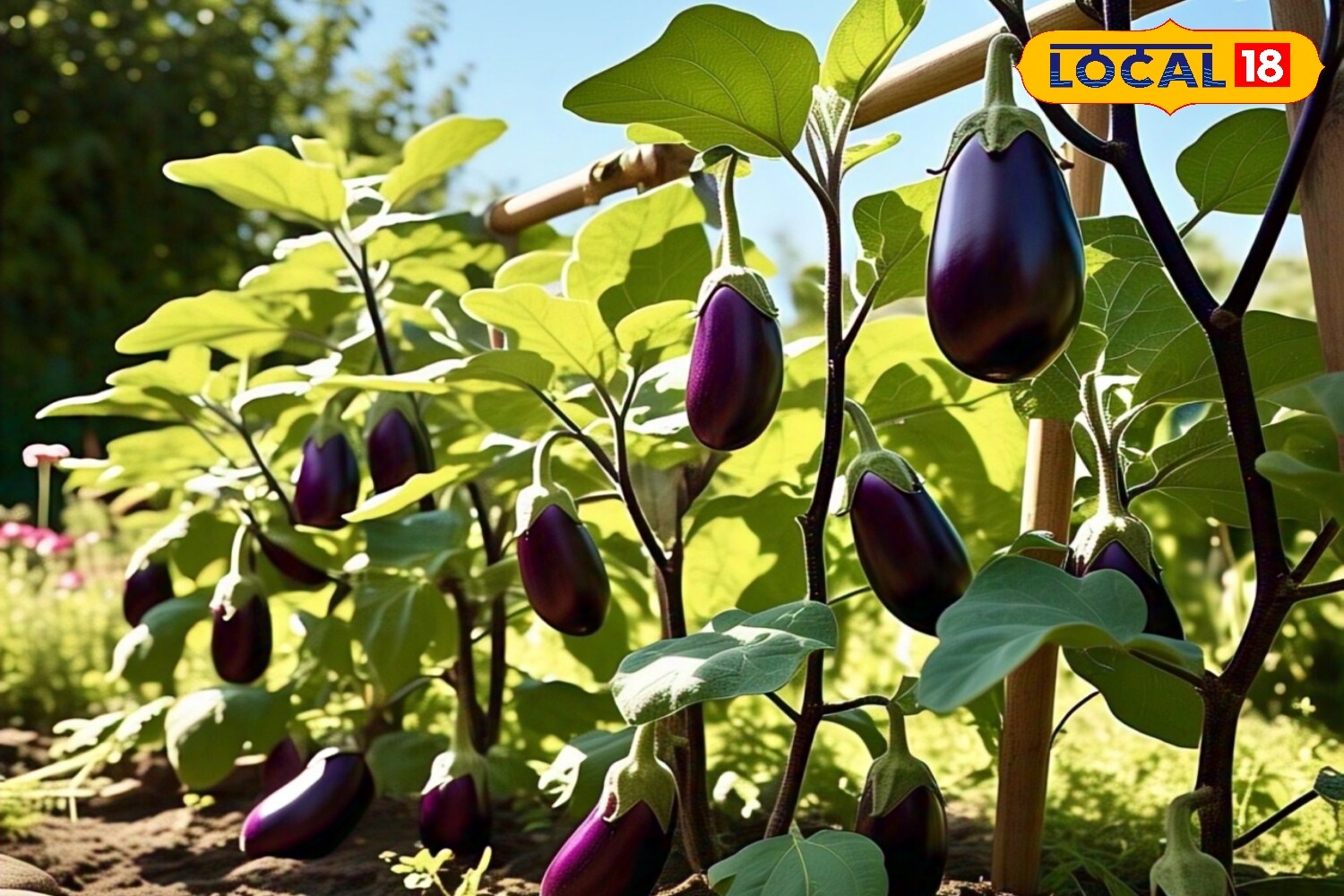 One of the most important steps is to avoid overwatering. During the rainy season, water the plants only when the top layer of soil feels dry. Ensure that pots have proper drainage so excess water can flow out easily. Waterlogging causes roots to rot and increases the risk of fungal infections. (News18 Hindi) One of the most important steps is to avoid overwatering. During the rainy season, water the plants only when the top layer of soil feels dry. Ensure that pots have proper drainage so excess water can flow out easily. Waterlogging causes roots to rot and increases the risk of fungal infections. (News18 Hindi)