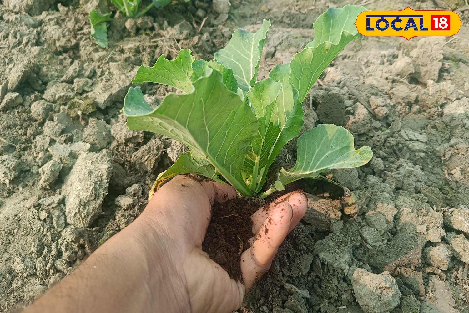 Fungal and pest infestations also rise in monsoon. A simple spray made from neem oil and water helps keep plants safe from both. Regularly remove infected leaves and maintain cleanliness around the plants. This not only prevents the spread of disease but also keeps the garden environment healthy. (News18 Hindi) Fungal and pest infestations also rise in monsoon. A simple spray made from neem oil and water helps keep plants safe from both. Regularly remove infected leaves and maintain cleanliness around the plants. This not only prevents the spread of disease but also keeps the garden environment healthy. (News18 Hindi)