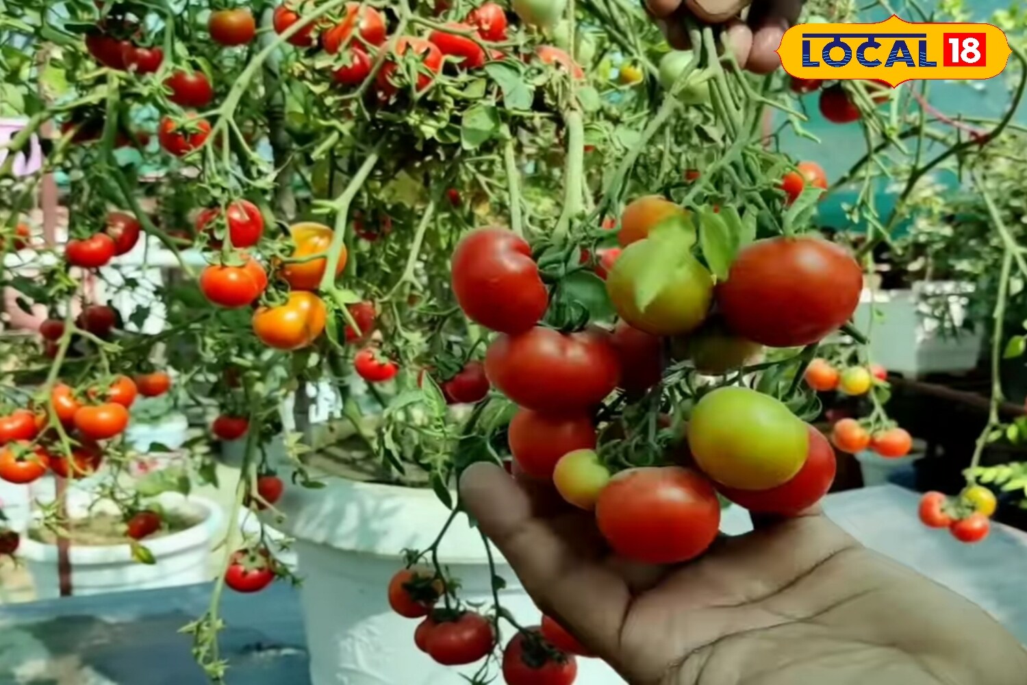 Maintaining soil quality is another key step. Keep the soil light and porous by adding sand or perlite to improve drainage and air circulation. Avoid planting new saplings or cuttings during heavy rains, as excess moisture may damage them. Instead, focus on nurturing the plants already growing, and resume fresh planting once the weather clears. (News18 Hindi) Maintaining soil quality is another key step. Keep the soil light and porous by adding sand or perlite to improve drainage and air circulation. Avoid planting new saplings or cuttings during heavy rains, as excess moisture may damage them. Instead, focus on nurturing the plants already growing, and resume fresh planting once the weather clears. (News18 Hindi)