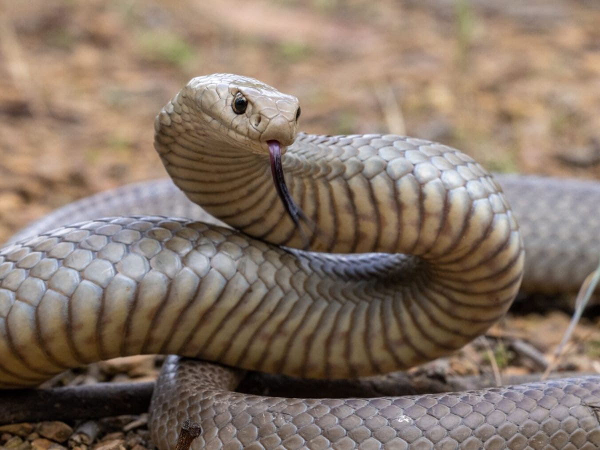 Instead of living in fear or relying on chemical products, planting these natural protectors can keep your home safe while also adding greenery and fragrance. (News18 Hindi)