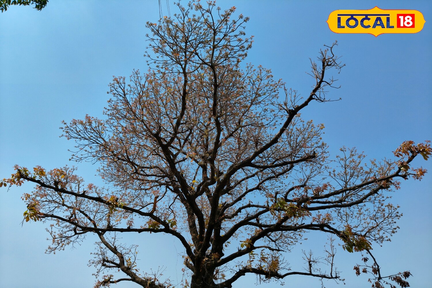 In Bundelkhand, Mahua Dubhari is considered one of the most nourishing foods. Villagers regard it as a storehouse of energy, with elders often advising weaker individuals to have it regularly. Despite modern dietary changes, rural households in districts such as Chhatarpur, Madhya Pradesh, continue to cherish this dish. (News18 Hindi) In Bundelkhand, Mahua Dubhari is considered one of the most nourishing foods. Villagers regard it as a storehouse of energy, with elders often advising weaker individuals to have it regularly. Despite modern dietary changes, rural households in districts such as Chhatarpur, Madhya Pradesh, continue to cherish this dish. (News18 Hindi)