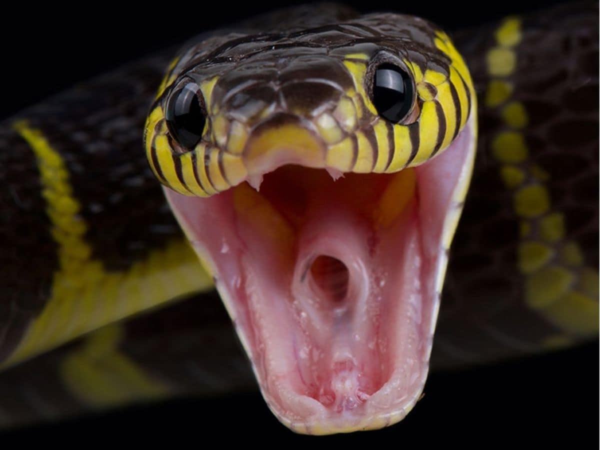 What many do not realise is that snakes are often drawn towards certain objects and conditions around our homes. Some of these might even appear harmless to us, yet they create the perfect environment for snakes to settle in. (News18 Tamil) What many do not realise is that snakes are often drawn towards certain objects and conditions around our homes. Some of these might even appear harmless to us, yet they create the perfect environment for snakes to settle in. (News18 Tamil)