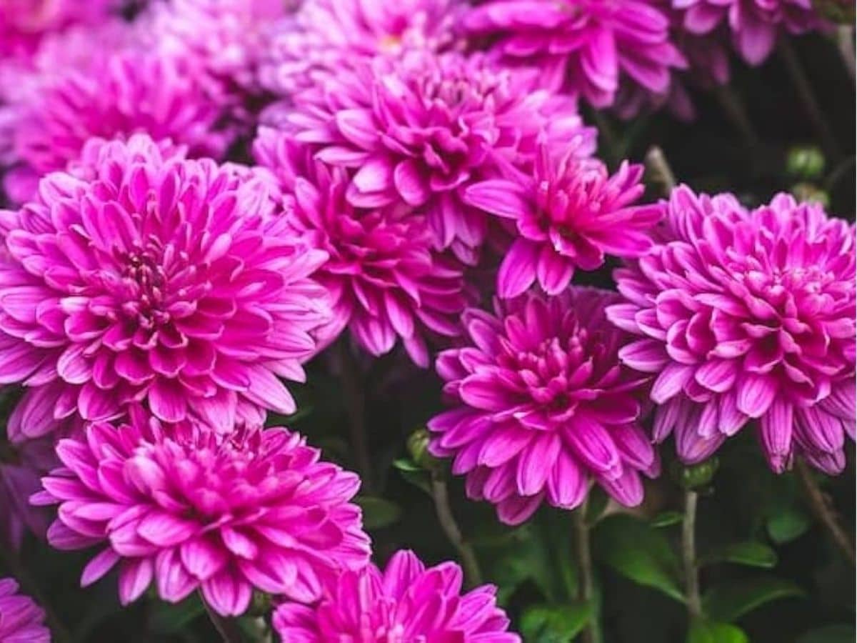 Strongly Scented Plants: Contrary to popular belief, keeping fragrant plants like chrysanthemum, jasmine or manipoo does not repel snakes. Instead, many believe that their strong scent may actually draw them closer to homes. (News18 Tamil) Strongly Scented Plants: Contrary to popular belief, keeping fragrant plants like chrysanthemum, jasmine or manipoo does not repel snakes. Instead, many believe that their strong scent may actually draw them closer to homes. (News18 Tamil)