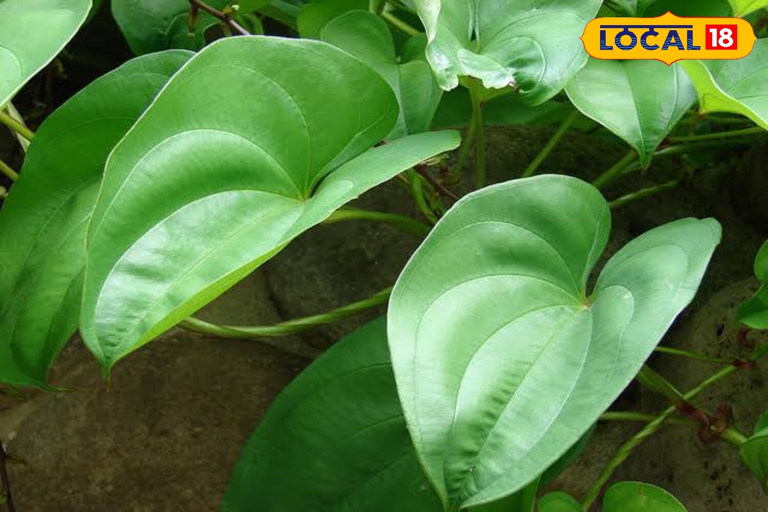 Sweet Potato Vine: If lush greenery is your preference, the sweet potato vine is an excellent pick. Thriving in full sun, it spreads quickly, with green or purple foliage that creates a dramatic curtain of cascading leaves. (News18 Hindi) Sweet Potato Vine: If lush greenery is your preference, the sweet potato vine is an excellent pick. Thriving in full sun, it spreads quickly, with green or purple foliage that creates a dramatic curtain of cascading leaves. (News18 Hindi)