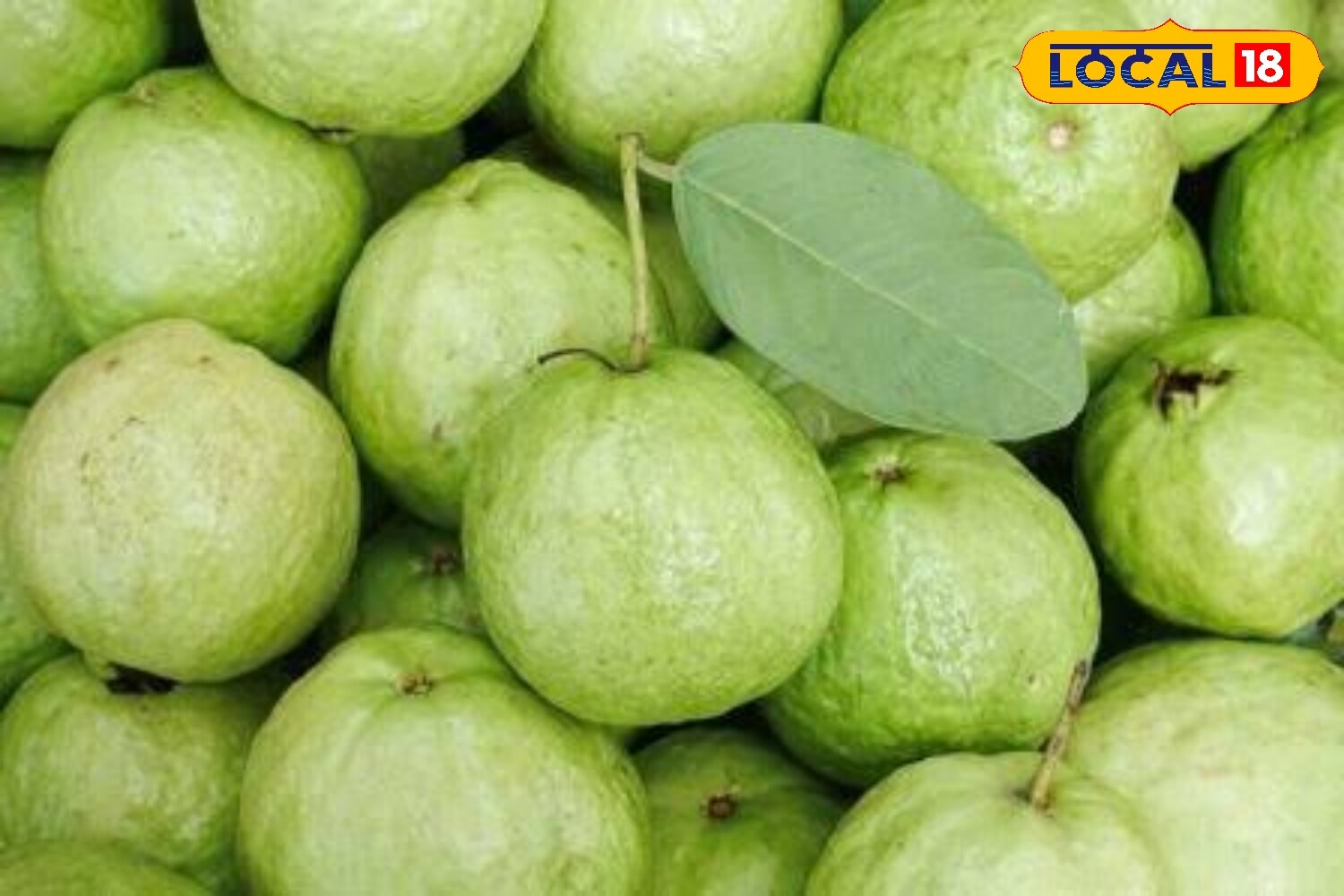 how to choose guava how to choose guava