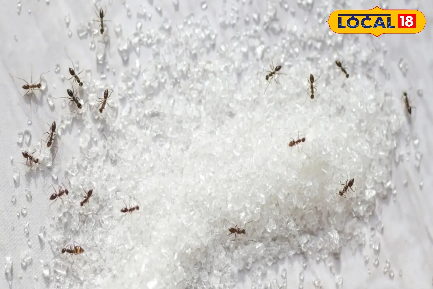 Spices such as turmeric and red chilli powder can act as natural barriers. Drawing a thin line of either around the sugar container prevents ants from crossing, creating an invisible “Laxman Rekha” for pests. (News18 Hindi) Spices such as turmeric and red chilli powder can act as natural barriers. Drawing a thin line of either around the sugar container prevents ants from crossing, creating an invisible “Laxman Rekha” for pests. (News18 Hindi)