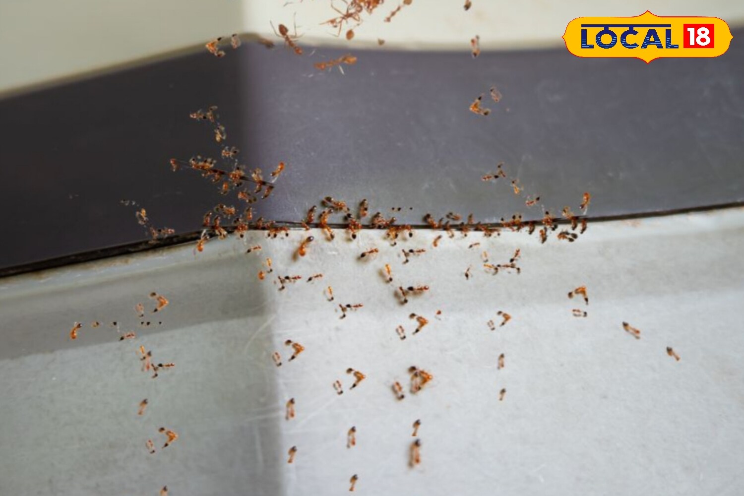 These simple home remedies are cost-effective, easy to implement, chemical-free, and highly effective. By following these tips, households can keep their kitchens and food items, particularly sugar, safe from ants. (News18 Hindi) These simple home remedies are cost-effective, easy to implement, chemical-free, and highly effective. By following these tips, households can keep their kitchens and food items, particularly sugar, safe from ants. (News18 Hindi)