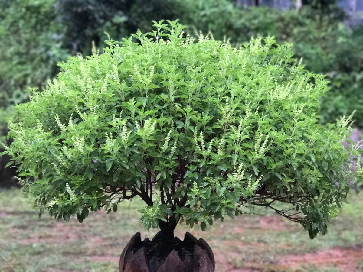 Vastu tips for Tulsi Vastu tips for Tulsi