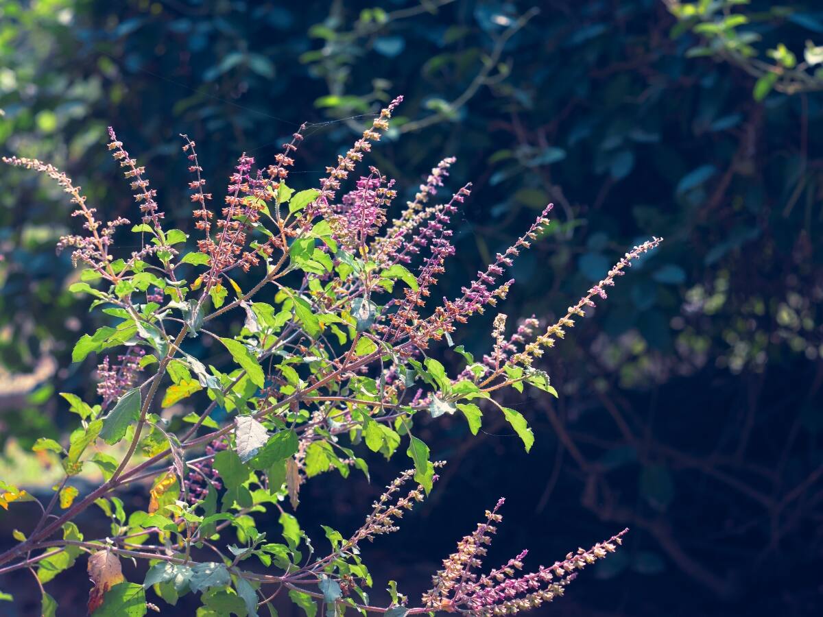 Vastu tips for Tulsi Vastu tips for Tulsi