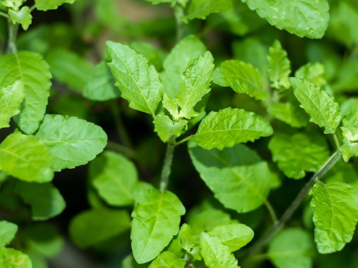 Vastu tips for Tulsi Vastu tips for Tulsi