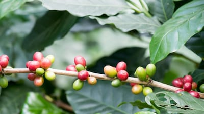 The berry borer, previously unknown in the Araku region, burrows into coffee berries, laying up to 50 eggs inside each fruit. As the larvae develop, they destroy the beans from within, leaving farmers with unusable produce. (Getty Images)