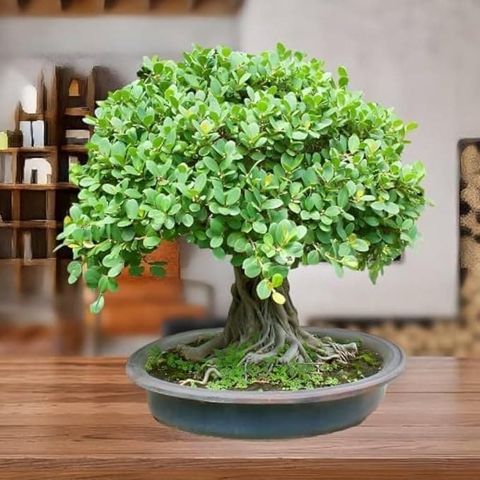 Melhor colocação para a árvore dos bonsai de acordo com Feng Shui