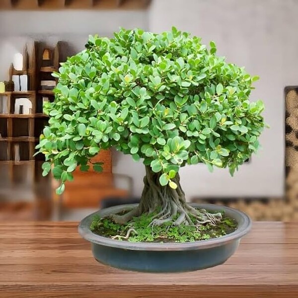 Best Placement For Bonsai Tree According To Feng Shui