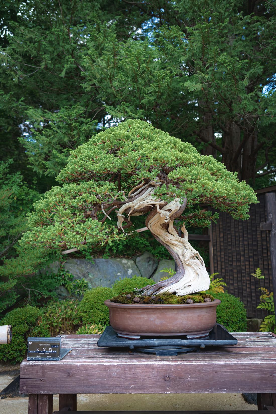Melhor colocação para a árvore dos bonsai de acordo com Feng Shui