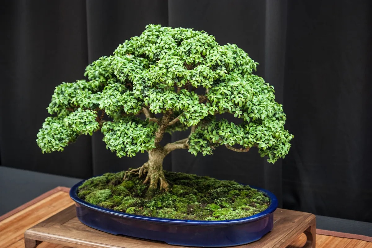 Melhor colocação para a árvore dos bonsai de acordo com Feng Shui