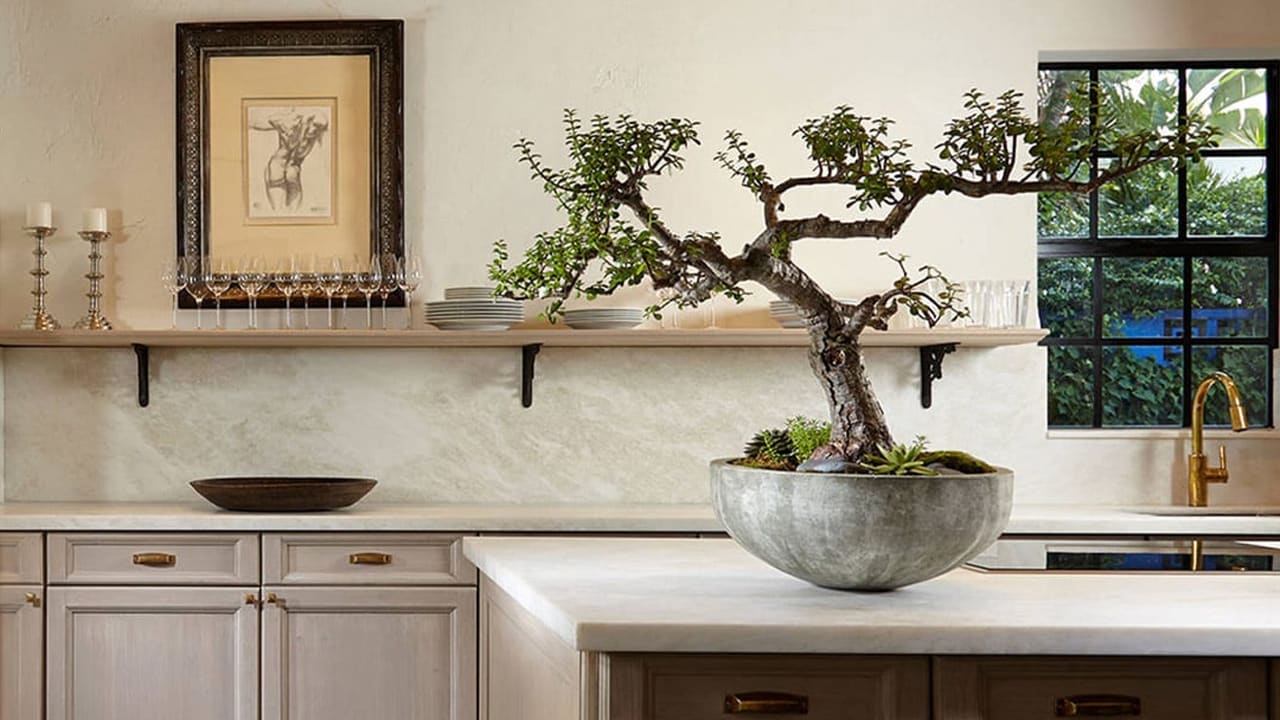 Melhor colocação para a árvore dos bonsai de acordo com Feng Shui