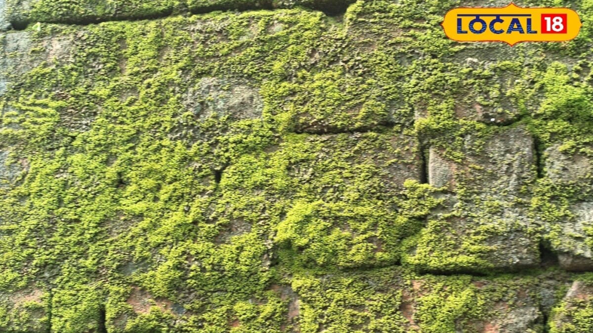 <div>Monsoon Tips & Tricks: How To Remove Slippery Moss From Floors, Walls And Roof</div>