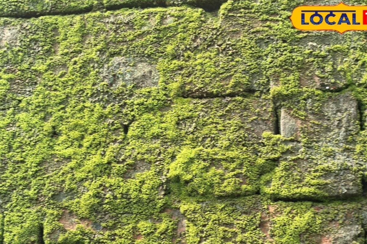 Monsoon Tips & Tricks: How To Remove Slippery Moss From Floors, Walls And Roof