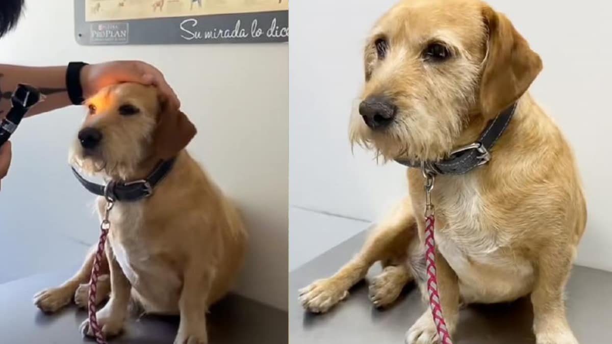 Dog 'Don Luis' Goes Viral for Ignoring People