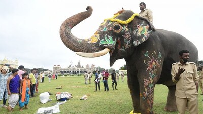  Abhimanyu, Captain of Dasara Elephants